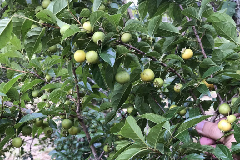 Conhece essa frutinha, símbolo do Mato Grosso do Sul?