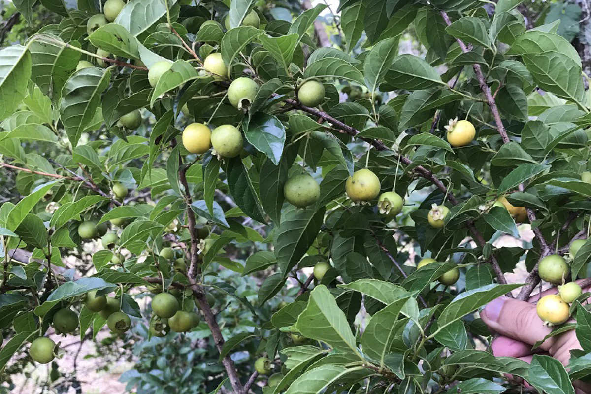 Foto: Gustavo Giacon/Viveiro Ciprest