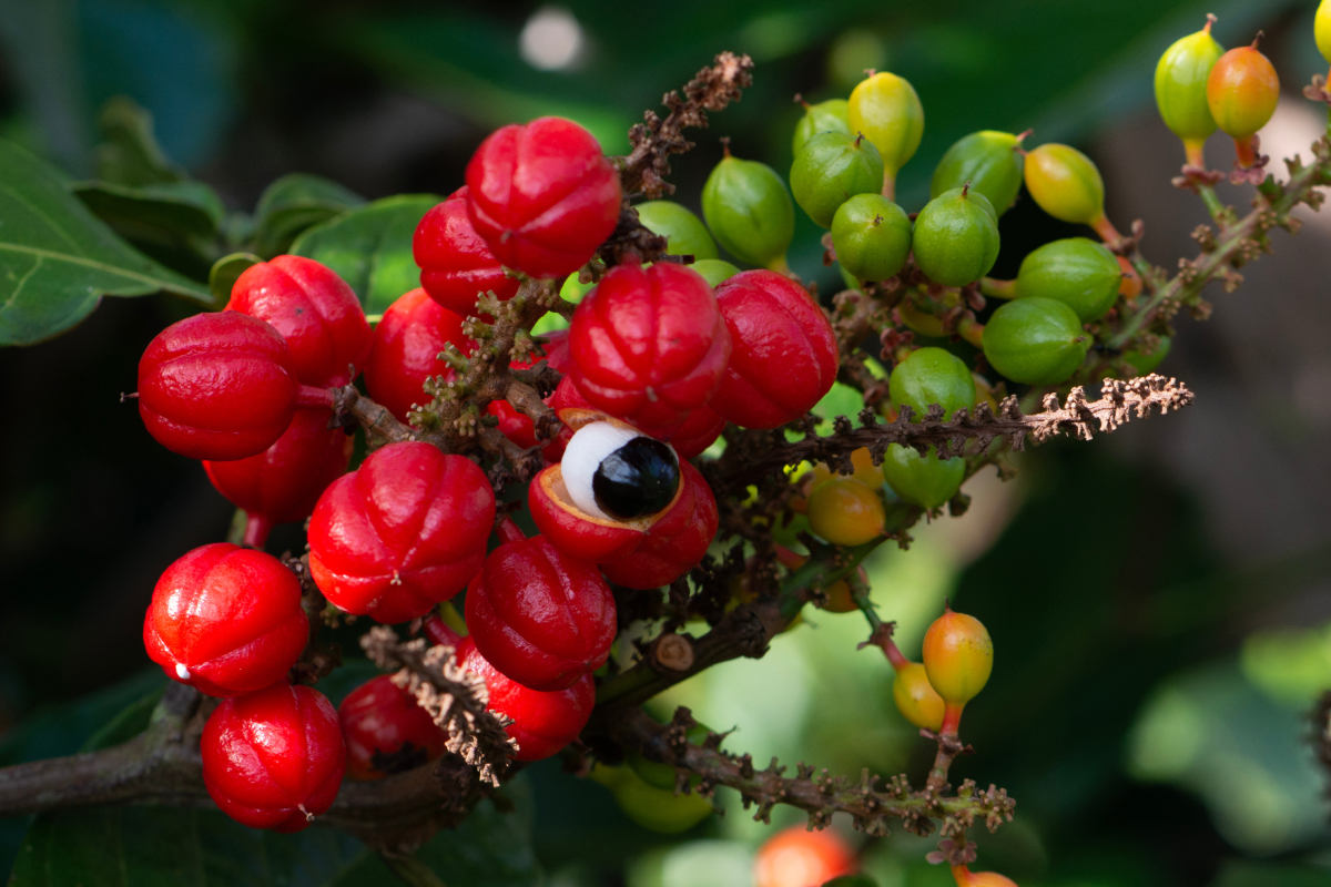 guaraná