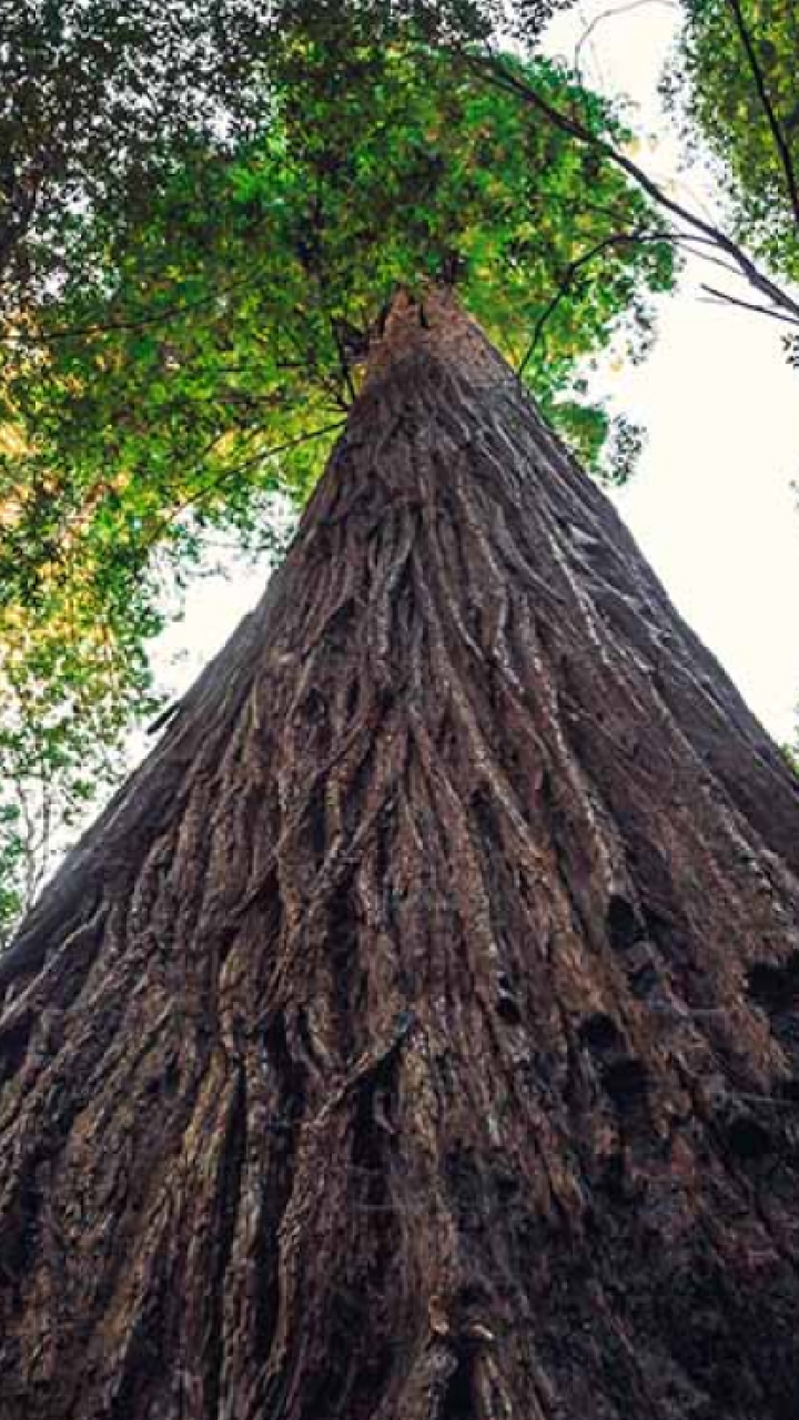 Conheça a árvore mais alta do mundo
