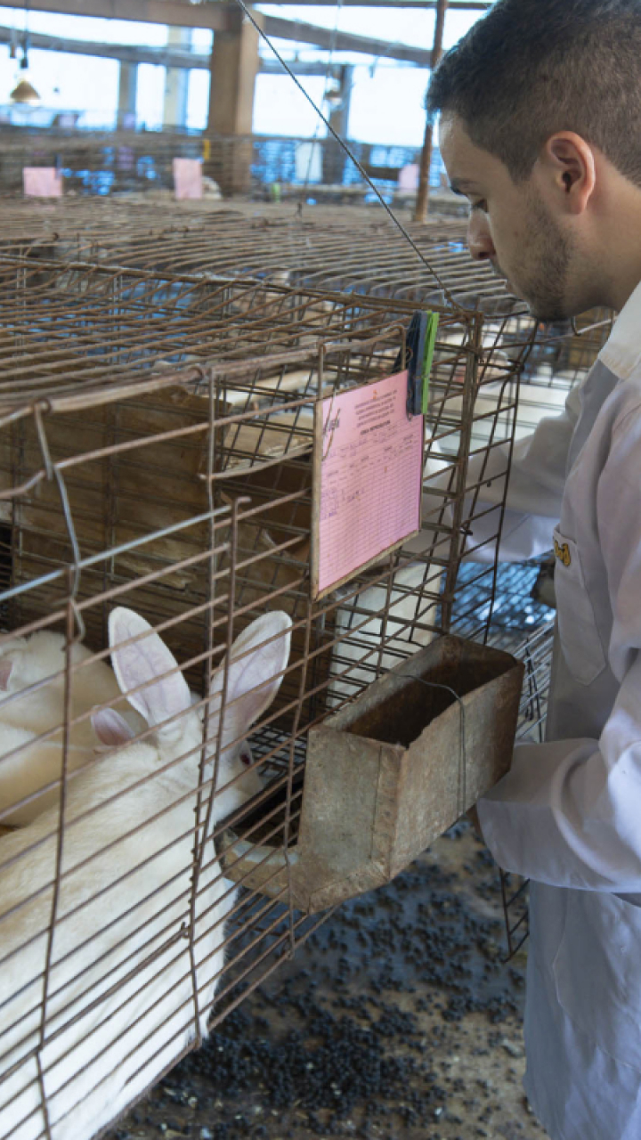 Leite de coelha: a nova fronteira da ciência