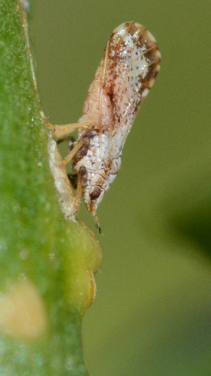 Como combater o greening?