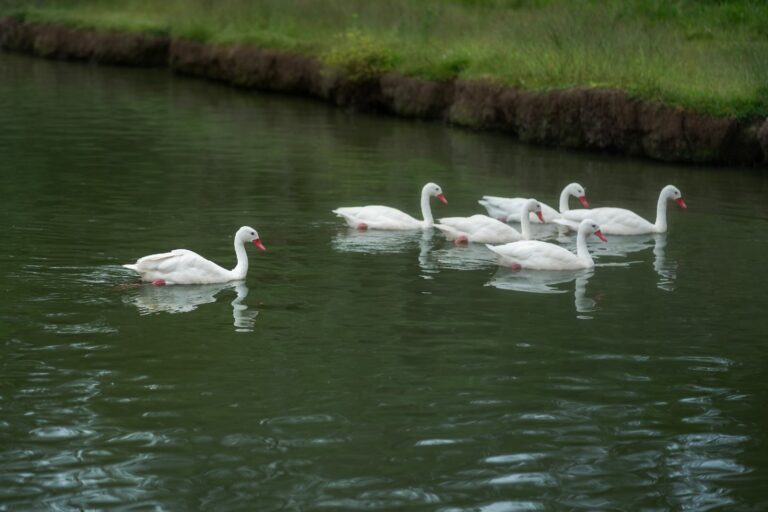 Rio Grande do Sul confirma foco de gripe aviária em aves silvestres