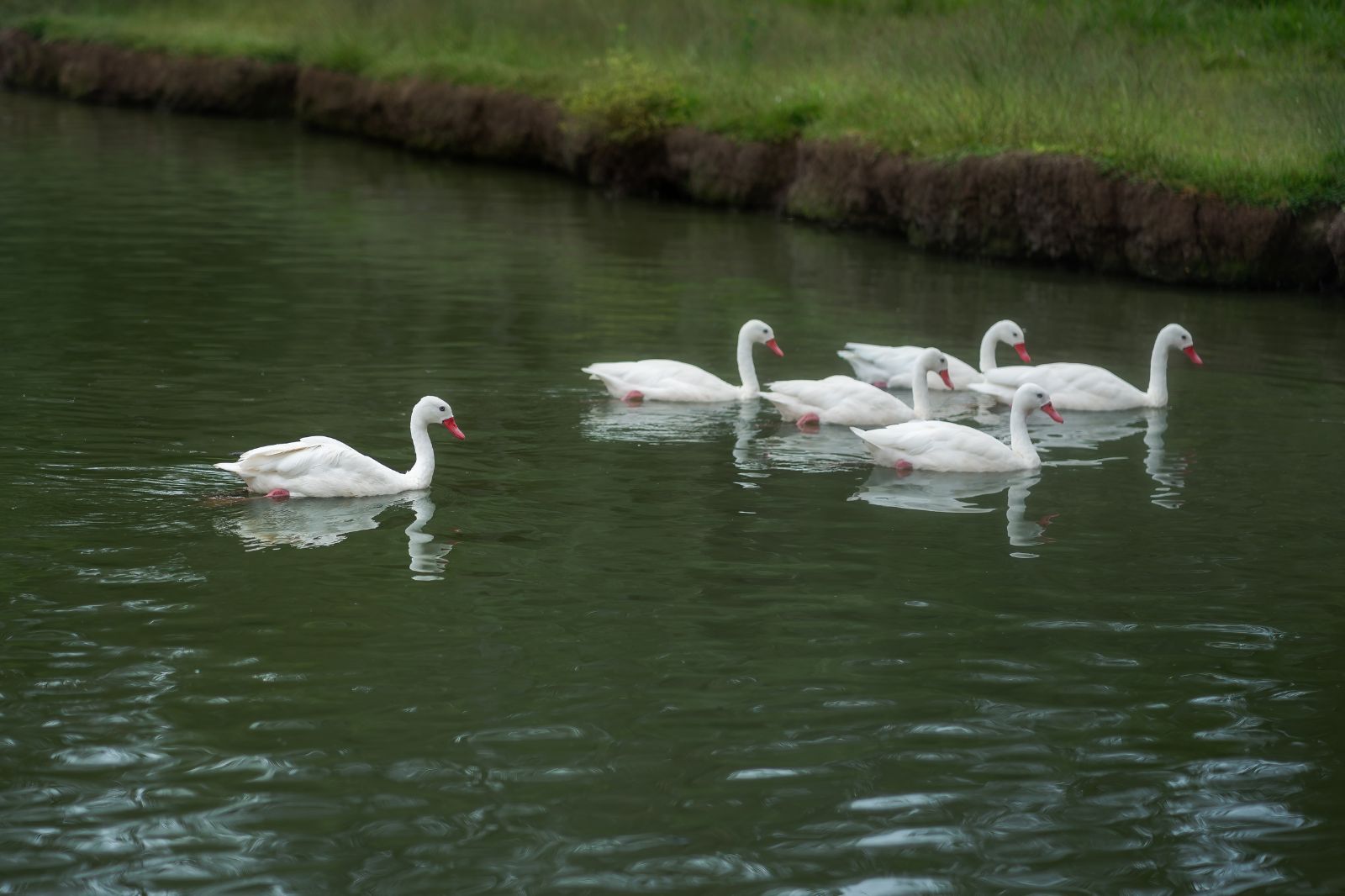 As aves doentes foram localizadas na Lagoa da Mangueira, na Reserva do Taim. Foto: Adobe Stock