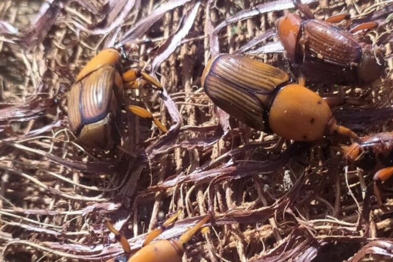 Ministério amplia monitoramento contra praga das palmeiras