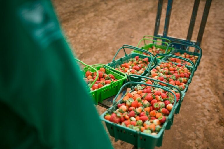 Importação de morangos cresce e pressiona produtores nacionais